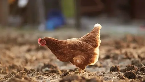 Как повысить яйценоскость кур зимой всего одной теплой добавкой к основному корму