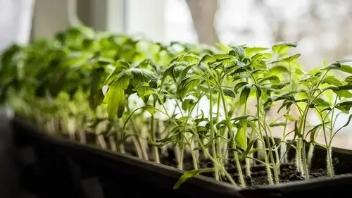 Рассада на подоконнике: 12 ошибок, которых чаще всего допускают новички, выращивая культуры