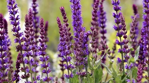 Что посадить в феврале: 10 многолетников для эффектного весеннего цветения