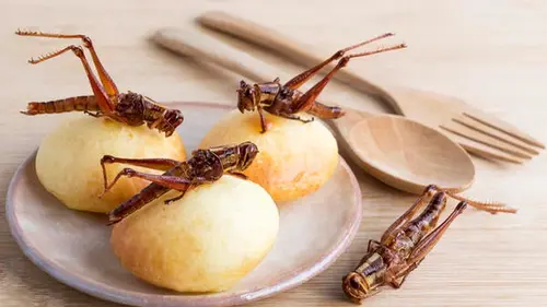 Съедобные насекомые — суперфуд будущего или гастрономический шок