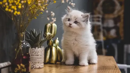 Как кошки «разговаривают» со своими хозяевами: ветеринары рассказали о 7 забавных способах