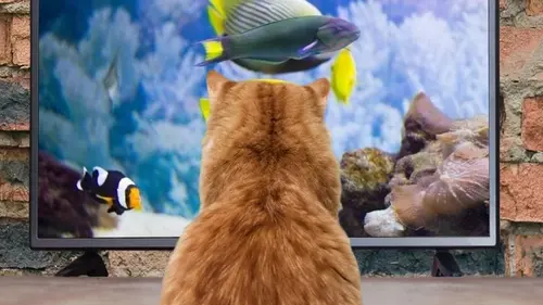 «Кошачье телевидение»: действительно ли домашним животным нравится смотреть видео