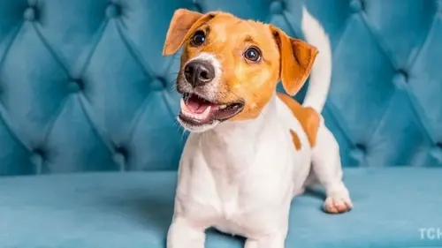 Какие собачьи породы не подойдут начинающим — советы ветеринара