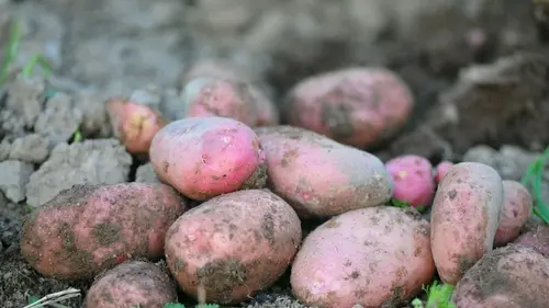 Эти сорта картофеля обильно родят и формируют крупные клубни при любых погодных условиях