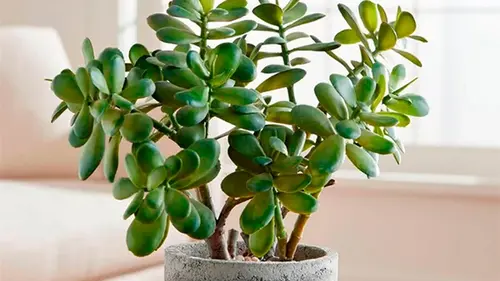 Как спасти денежное дерево, пока не стало поздно: пять важных нюансов