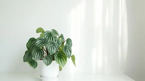 Три комнатных растения, которые не боятся батарей: что поставить возле радиатора