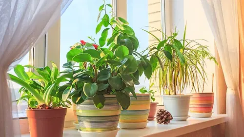 Как ухаживать за комнатными растениями зимой — советы для здоровой листвы