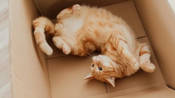 Вы никогда не догадаетесь, почему коты обожают коробки — и как они могут улучшить их жизнь