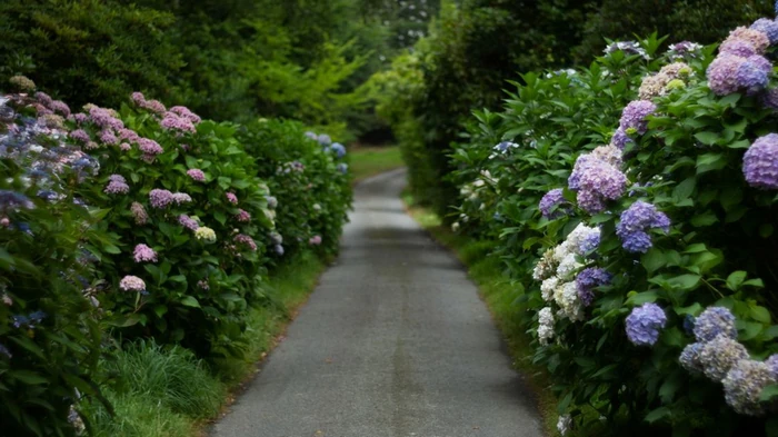 Требуют внимания уже сейчас: какие кусты нужно обрезать в феврале, чтобы не потерять цветение
