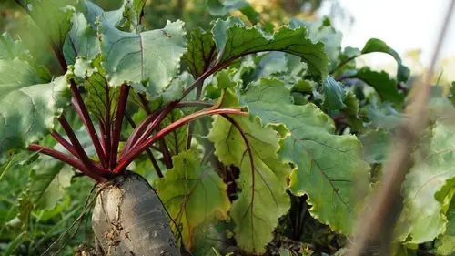 Что посадить рядом со свеклой: лучшие соседи