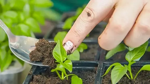 Как посеять перец: как ускорить рост рассады и получить результат на неделю раньше