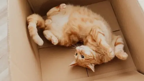 Вы никогда не догадаетесь, почему коты обожают коробки — и как они могут улучшить их жизнь