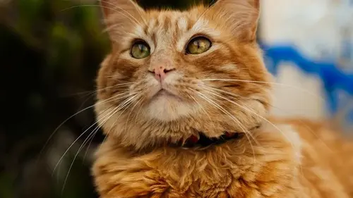 Чем нельзя кормить кошек: 5 привычных продуктов, которые опасны для ваших любимцев