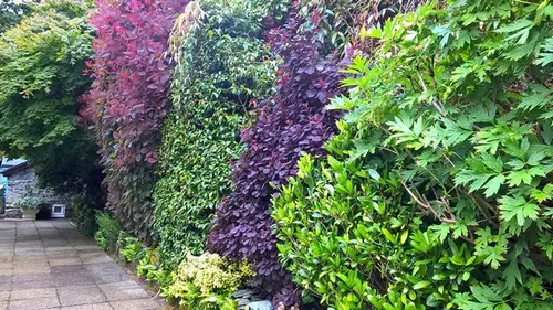 Быстрорастущая живая изгородь: какие растения посадить, чтобы получить ограждение