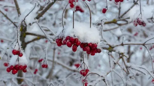 Нельзя сажать калину около своего дома, и вот почему: народные приметы, которые не стоит игнорировать