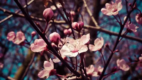 Как посадить фруктовые деревья ранней весной: эксперты посоветовали лучшие сорта