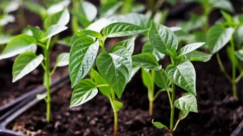 Эти ошибки могут оставить вас без урожая: от чего на рассаде перца желтеют листья