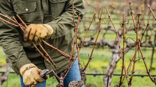 Мудрые дачники уже начинают обрезать виноград: урожая ягод будет вдвое больше