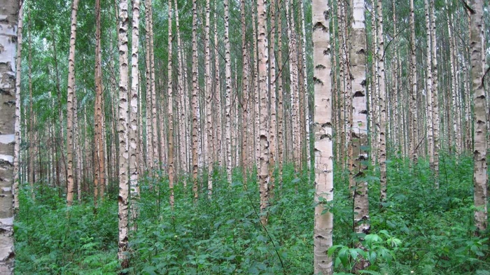 9 худших деревьев для сада: что не нужно сажать во дворе и какие альтернативы существуют