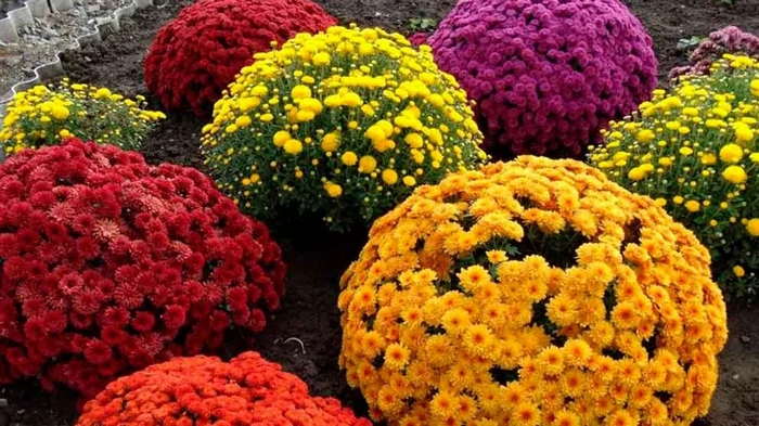 Уход за хризантемами: что делать с цветами в марте, чтобы осенью они хорошо цвели