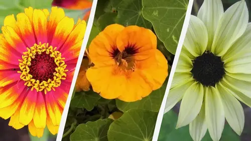 От семян до бутонов за 45 дней: какие цветы растут быстрее всего