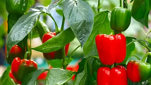 Одна ошибка — и останетесь без урожая: что нельзя сажать с перцем