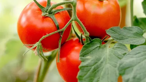 Томаты удобряют при посадке: по 2 ложки в лунку — и помидоры раст...