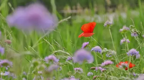 7 цветов, которые можно посеять прямо в землю, когда она оттает