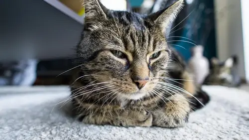 Почему кот выбирает позу «буханки»: ветеринар перечислил 5 причин