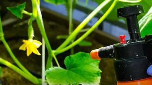 Янтарная кислота для растений: как разводить, для чего использовать