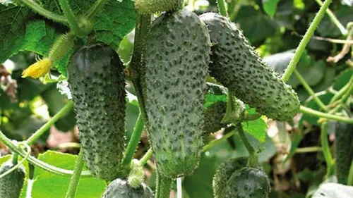 Топ-пять сортов огурцов, которые любят даже ленивые садоводы: соб...