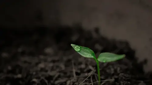 Как прорастить рассаду всего за 10 часов: секретный метод