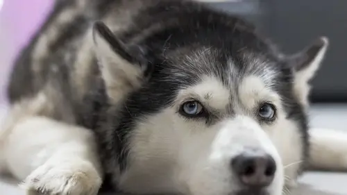 Какие собаки реже всего болеют: ветеринар назвала 10 пород с крепким здоровьем