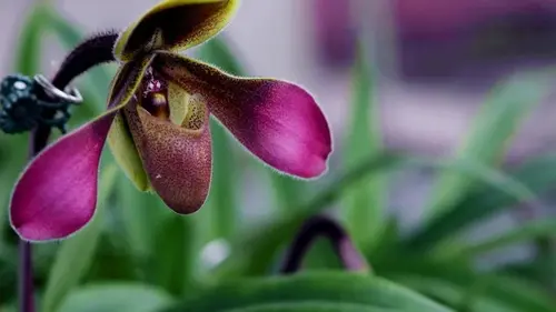 Вы никогда не догадаетесь, как простой картофель заставляет орхидею цвести