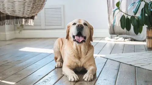 Дизайнерские ошибки, которые сводят вашу собаку с ума: проверьте ...