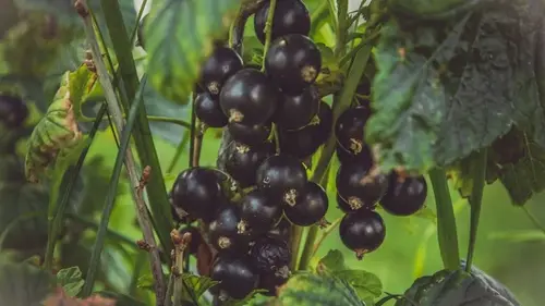 Летом обильный урожай ягод гарантирован: вот что нужно дать смородине прямо сейчас
