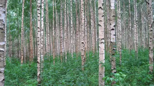 9 худших деревьев для сада: что не нужно сажать во дворе и какие ...