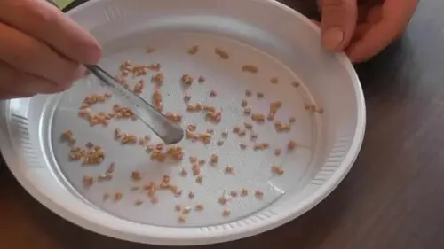 Семена взойдет почти все — просто замочите их в этом растворе