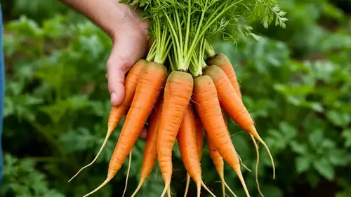 Не выбрасывайте старые носки: лайфхак, как посеять морковь, чтобы...