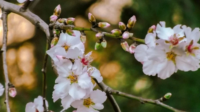 В марте полейте этим раствором плодовые деревья — и соберете с каждого по 150 кг ягод