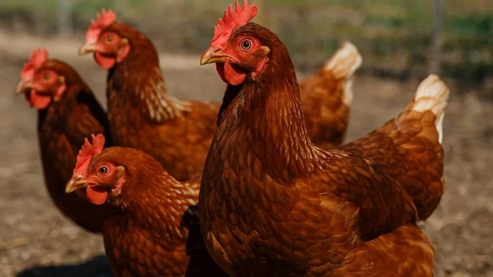 Названы 5 лучших в мире пород яичных кур: несутся каждый день и простые в уходе