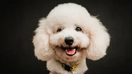 Самые надежные породы собак: эксперты назвали 7 преданных и послушных компаньонов