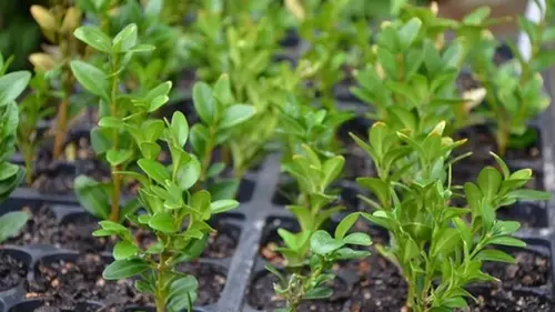 Какие растения можно размножать черенками: как заготовить и укоре...