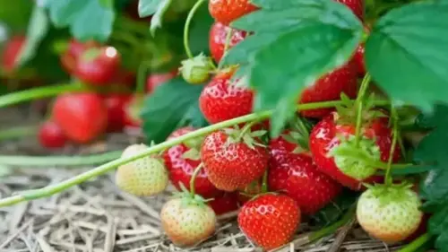 Какие самые сладкие сорта клубники: их обязательно нужно посадить...