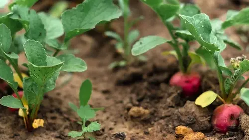 Когда сеять редис в открытую почву: благоприятные и неблагоприятн...