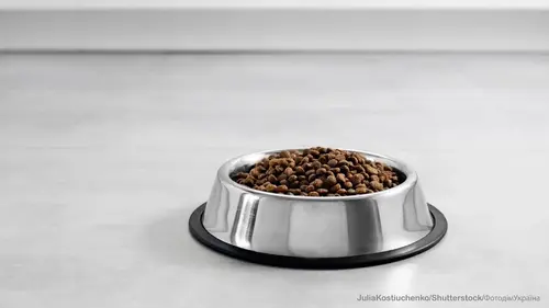 корм для котів