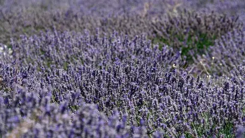 Как пересадить лаванду, чтобы сохранить ее красоту, силу и аромат