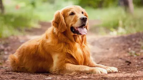 6 пород собак, которые ветеринары советуют заводить в 2026 году