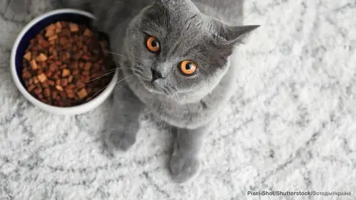 Як спеціалізований корм рятує від грудочок шерсті та проблем з ни...