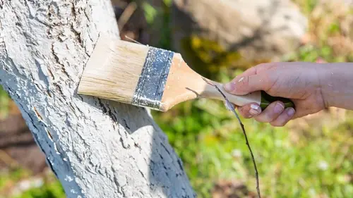 Какие деревья ни в коем случае нельзя белить весной, потому что о...